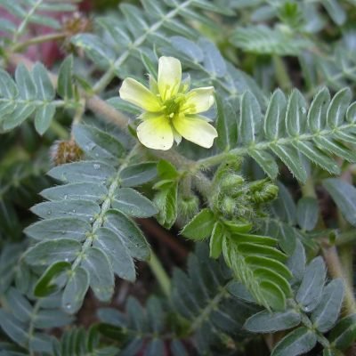 Tribulus_terrestris_Starr_0306_1517535157.jpg